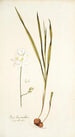 Ixia leucantha - Nikolaus Joseph Freiherr von Jacquin — Ansicht des Kunstwerks