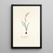 Ixia linearis - Nikolaus Joseph Freiherr von Jacquin — gerahmtes Bild an der Wand
