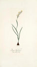 Ixia linearis - Nikolaus Joseph Freiherr von Jacquin — Ansicht des Kunstwerks
