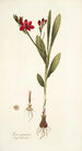 Ixia punicea - Nikolaus Joseph Freiherr von Jacquin — Ansicht des Kunstwerks
