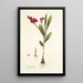 Ixia punicea - Nikolaus Joseph Freiherr von Jacquin — gerahmtes Bild an der Wand