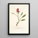 Ixia purpurea varietas - Nikolaus Joseph Freiherr von Jacquin — gerahmtes Bild an der Wand