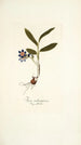 Ixia rubrocyanea - Nikolaus Joseph Freiherr von Jacquin — Ansicht des Kunstwerks
