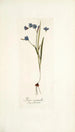 Ixia secunda - Nikolaus Joseph Freiherr von Jacquin — Ansicht des Kunstwerks