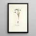 Ixia secunda - Nikolaus Joseph Freiherr von Jacquin — gerahmtes Bild an der Wand