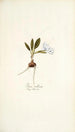 Ixia villosa - Nikolaus Joseph Freiherr von Jacquin — Ansicht des Kunstwerks