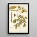 Juglans cinerea - Nikolaus Joseph Freiherr von Jacquin — gerahmtes Bild an der Wand