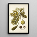 Juglans nigra - Nikolaus Joseph Freiherr von Jacquin — gerahmtes Bild an der Wand