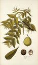 Juglans nigra - Nikolaus Joseph Freiherr von Jacquin — Ansicht des Kunstwerks