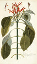 Justicia pulcherrima - Nikolaus Joseph Freiherr von Jacquin — Ansicht des Kunstwerks