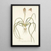 Lachenalia hyacinthoides - Nikolaus Joseph Freiherr von Jacquin — gerahmtes Bild an der Wand