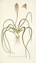 Lachenalia hyacinthoides - Nikolaus Joseph Freiherr von Jacquin — Ansicht des Kunstwerks