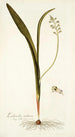 Lachenalia mediana - Nikolaus Joseph Freiherr von Jacquin — Ansicht des Kunstwerks