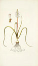 Lachenalia orthopetala - Nikolaus Joseph Freiherr von Jacquin — Ansicht des Kunstwerks