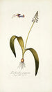 Lachenalia purpurea - Nikolaus Joseph Freiherr von Jacquin — Ansicht des Kunstwerks