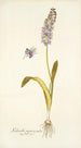 Lachenalia purpurocoerulea - Nikolaus Joseph Freiherr von Jacquin — Ansicht des Kunstwerks