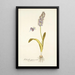 Lachenalia purpurocoerulea - Nikolaus Joseph Freiherr von Jacquin — gerahmtes Bild an der Wand