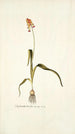 Lachenalia tricolor - Nikolaus Joseph Freiherr von Jacquin — Ansicht des Kunstwerks
