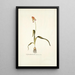 Lachenalia tricolor - Nikolaus Joseph Freiherr von Jacquin — gerahmtes Bild an der Wand
