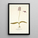Lachenalia unicolor - Nikolaus Joseph Freiherr von Jacquin — gerahmtes Bild an der Wand