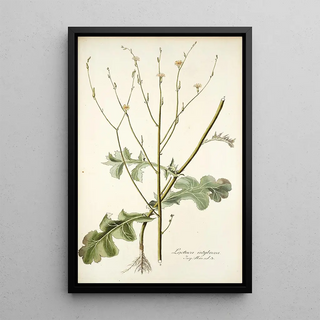 Nikolaus Joseph Freiherr von Jacquin - Lactuca intubacea.webp
