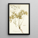 Laserpitium peucedanoides - Nikolaus Joseph Freiherr von Jacquin — gerahmtes Bild an der Wand