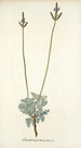 Lavandula pinnata - Nikolaus Joseph Freiherr von Jacquin — Ansicht des Kunstwerks