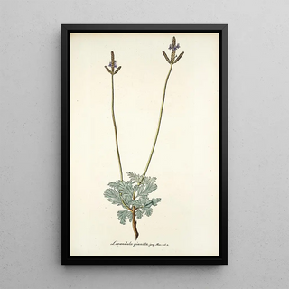 Nikolaus Joseph Freiherr von Jacquin - Lavandula pinnata.webp