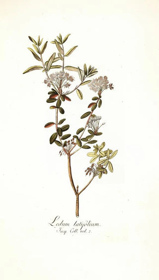 Nikolaus Joseph Freiherr von Jacquin - Ledum latifolium.webp