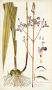 Limodorum tuberosum - Nikolaus Joseph Freiherr von Jacquin — Ansicht des Kunstwerks