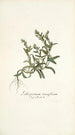 Lithospermum tenuiflorum - Nikolaus Joseph Freiherr von Jacquin — Ansicht des Kunstwerks
