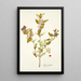 Lonicera tartarica - Nikolaus Joseph Freiherr von Jacquin — gerahmtes Bild an der Wand