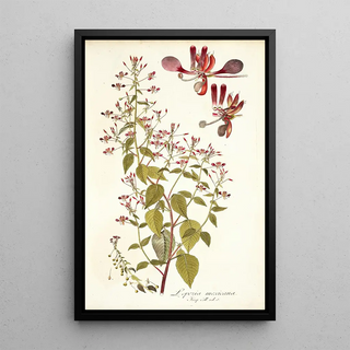 Nikolaus Joseph Freiherr von Jacquin - Lopezia mexicana.webp