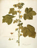 Malachea alceaefolia - Nikolaus Joseph Freiherr von Jacquin — Ansicht des Kunstwerks