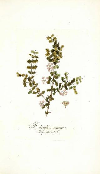 Nikolaus Joseph Freiherr von Jacquin - Malpighia coccigera.webp