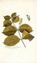 Malpighia glandulosa - Nikolaus Joseph Freiherr von Jacquin — Ansicht des Kunstwerks