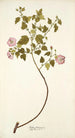 Malva balsamica - Nikolaus Joseph Freiherr von Jacquin — Ansicht des Kunstwerks