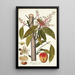 Mangifera indica - Nikolaus Joseph Freiherr von Jacquin — gerahmtes Bild an der Wand