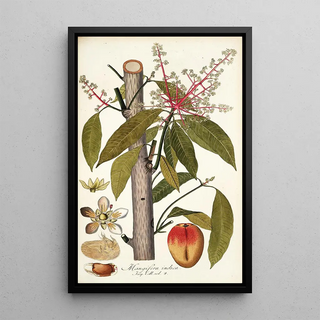 Nikolaus Joseph Freiherr von Jacquin - Mangifera indica.webp