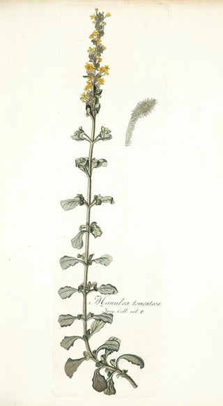 Nikolaus Joseph Freiherr von Jacquin - Manulea tomentosa.webp