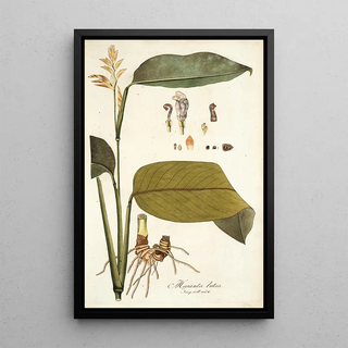 Nikolaus Joseph Freiherr von Jacquin - Maranta lutea.webp