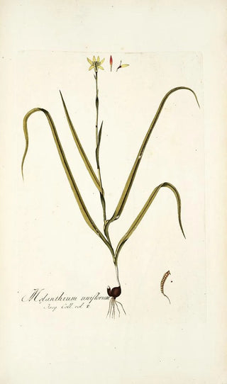 Nikolaus Joseph Freiherr von Jacquin - Melanthium uniflorum.webp