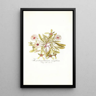 Nikolaus Joseph Freiherr von Jacquin - Mesembryanthemum cuneifolium.webp