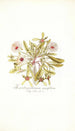 Mesembryanthemum cuneifolium - Nikolaus Joseph Freiherr von Jacquin — Ansicht des Kunstwerks