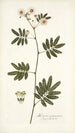 Mimosa caracasana - Nikolaus Joseph Freiherr von Jacquin — Ansicht des Kunstwerks
