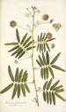 Mimosa portoricensis - Nikolaus Joseph Freiherr von Jacquin — Ansicht des Kunstwerks