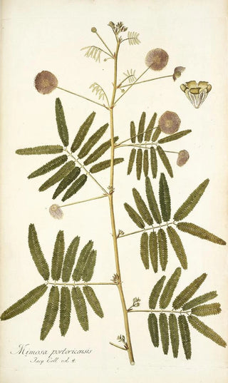 Nikolaus Joseph Freiherr von Jacquin - Mimosa portoricensis.webp