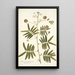 Mimosa portoricensis - Nikolaus Joseph Freiherr von Jacquin — gerahmtes Bild an der Wand