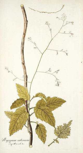 Nikolaus Joseph Freiherr von Jacquin - Myagrum arborescens.webp