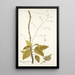 Myagrum arborescens - Nikolaus Joseph Freiherr von Jacquin — gerahmtes Bild an der Wand
